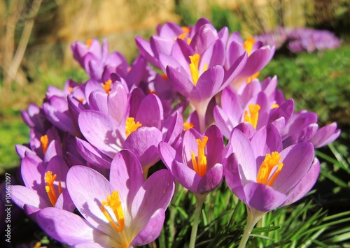 Colourful Spring Crocus flowers.