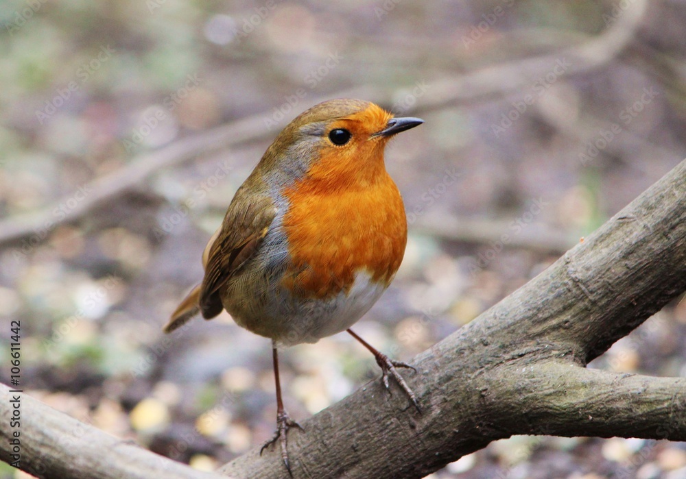 Fototapeta premium Close-up image of a Robin (Erithacus rubecula).