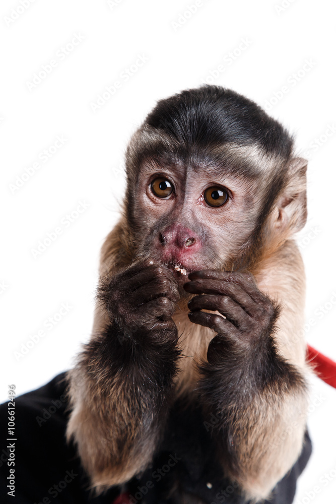 little monkey, a portrait in the studio little monkey, a portrait in the studio