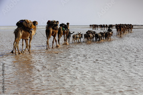 Afar herders drive a camel and donkey caravan. Danakil-Ethiopia. 0287