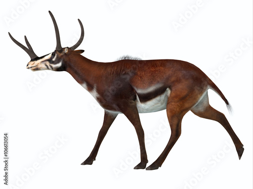 Kyptoceras Side Profile - Kyptoceras was a antelope type mammal that lived in North America during the Miocene to Pliocene Periods.