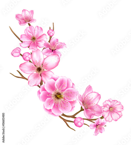 Sakura, cherry blossom branch illustration 