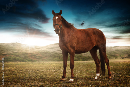 Beautiful strong elegant horse standing on a field