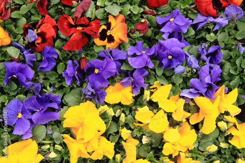 fresh color pansies flowers © jonnysek