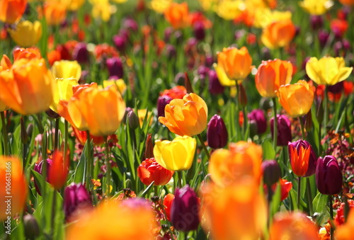 Meadow with beautiful multicolored tulips  bright sunny scene
