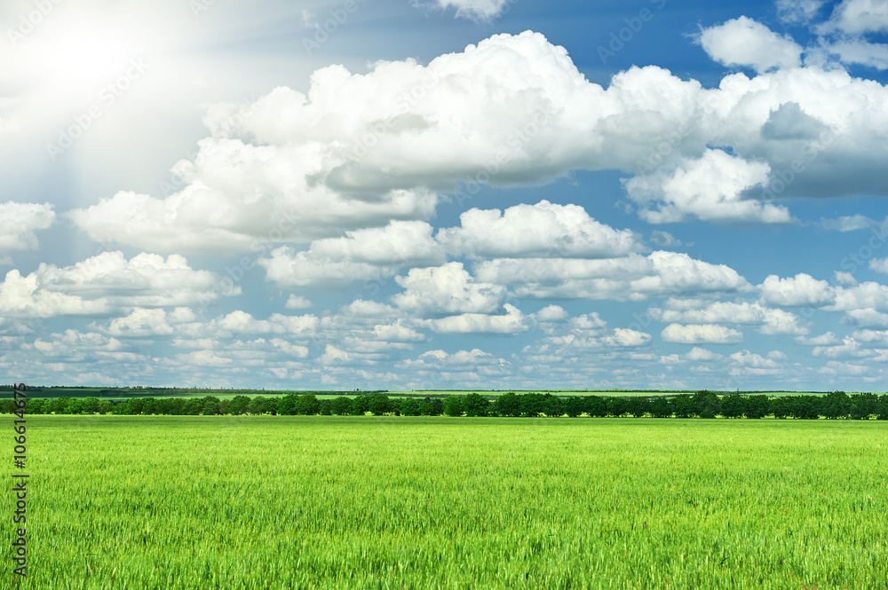 spring landscape, green field and blue cloudy sky spring landscape, green field and blue cloudy sky