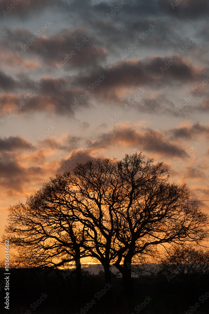 Fototapeta premium Silhouetted Tree