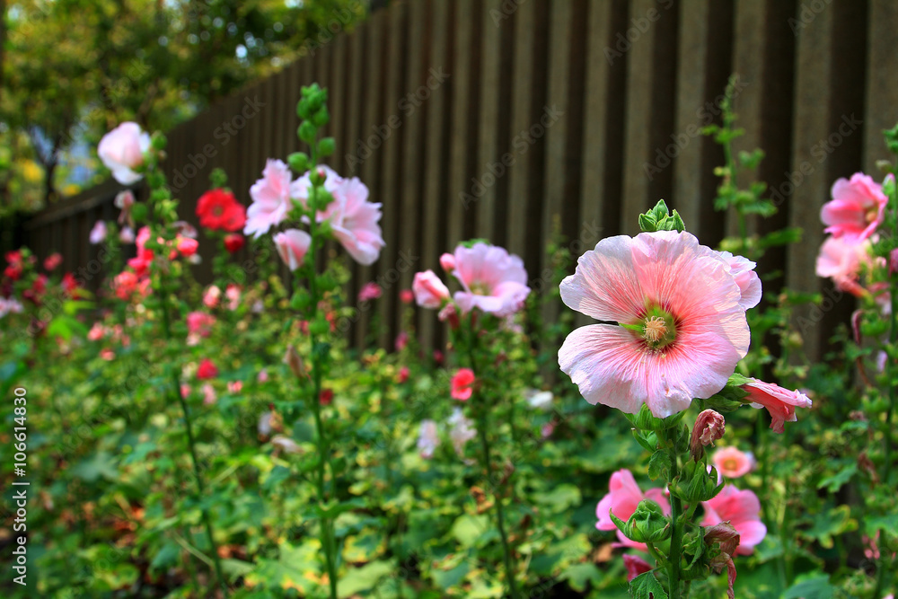 Obraz premium flower in garden