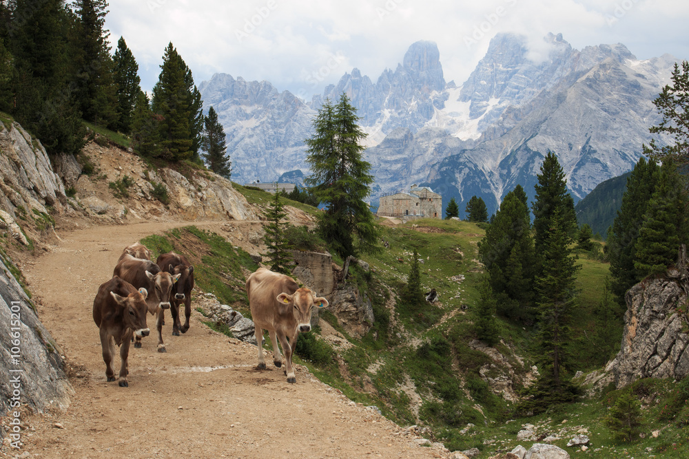 mucche sulla strada a Prato Piazza (Dolomiti). Sullo sfondo il Monte Cristallo