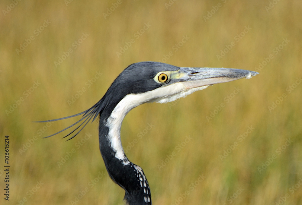 Black-headed heron, Amboseli National Park, Kenya Black-headed heron, Amboseli National Park, Kenya