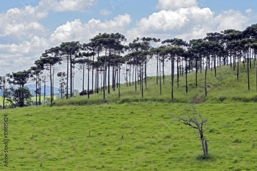 Fototapeta Naklejka Na Ścianę i Meble -  Bucolic landscape with meadows and pine trees