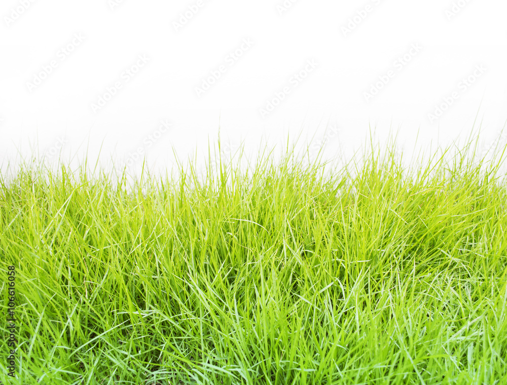 Obraz premium Green grass isolated on white background