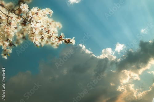 blossoming branch of a cherry flower on background of sunset , a