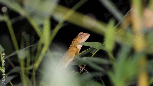 Oriental garden lizard Calotes versicolor,night. Thailand
 photo