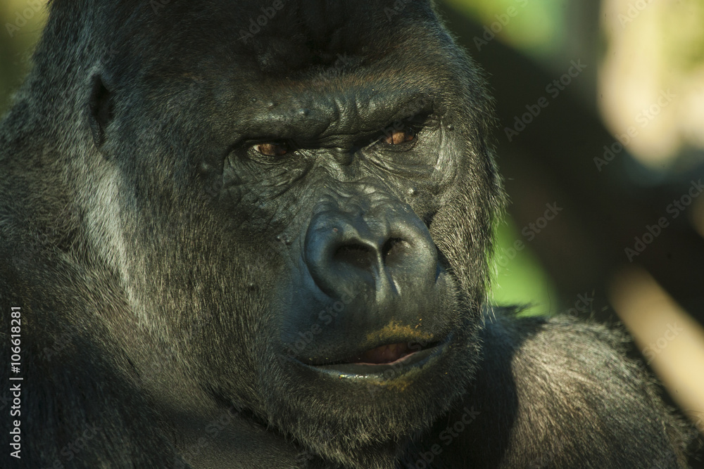 Obraz premium Gorilla kijkt streng.