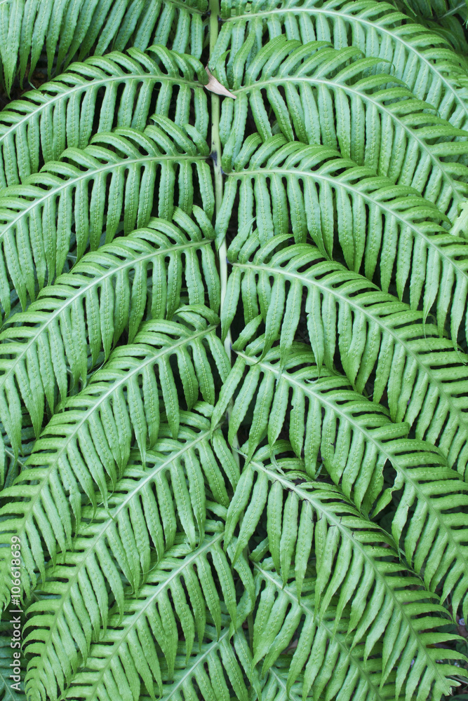 Primer plano de los detalles de una hoja Primer plano de los detalles de una hoja