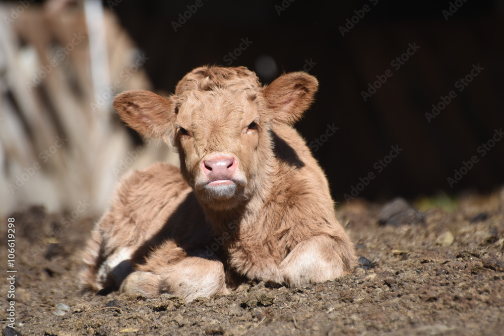 mucche scozzesi toro vitello manzo pelo lungo 