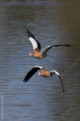 Egyptian Goose, Alopochen aegyptiaca