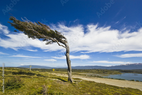 misshapen by wind tree in patagonia tierra del fuego photo