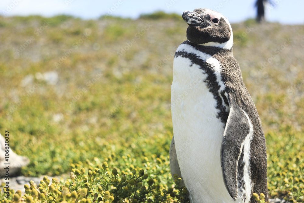 Naklejka premium magellanic penguin standing on green grass