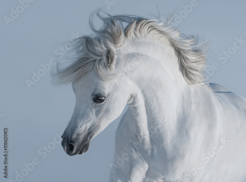 Purebred white arabian horse