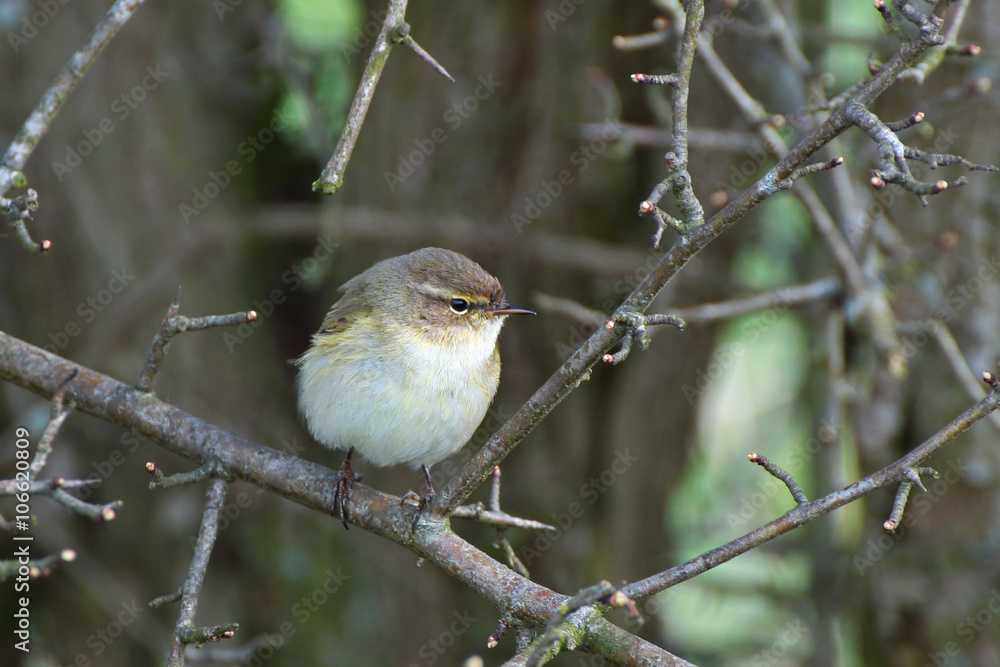 Zilpzalp, Vogel im Gebüsch, Norddeutschland Zilpzalp, Vogel im Gebüsch, Norddeutschland