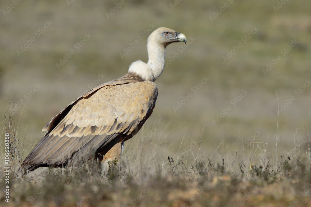 Griffon vulture (Gyps fulvus), perched on the floor Griffon vulture (Gyps fulvus), perched on the floor