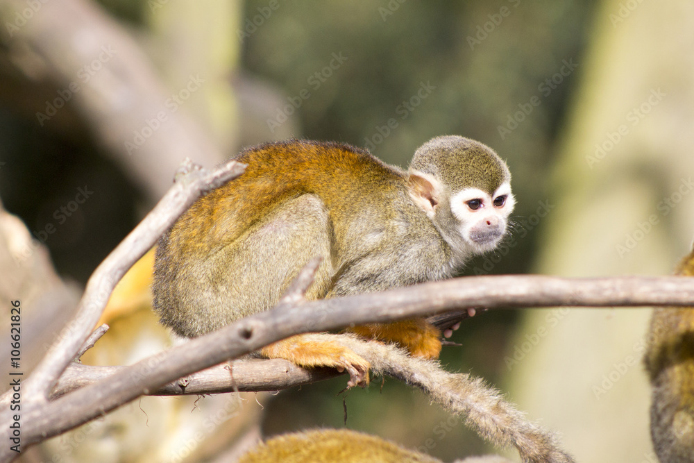 Fototapeta premium Adult squirrel monkey 