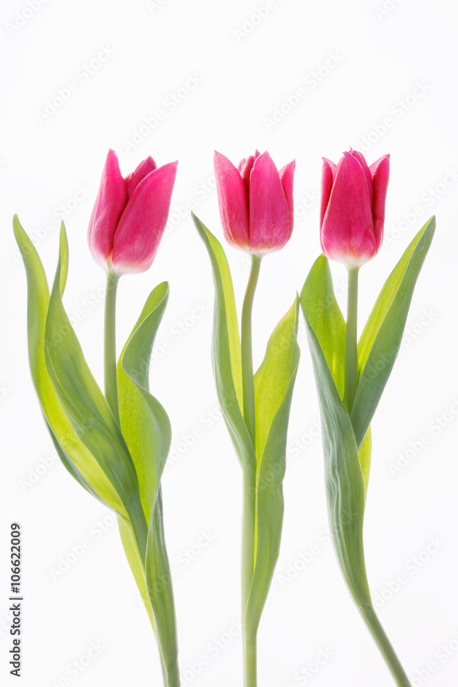 Fototapeta premium Tulpen rosa Mutter