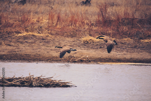Two geese over the river.