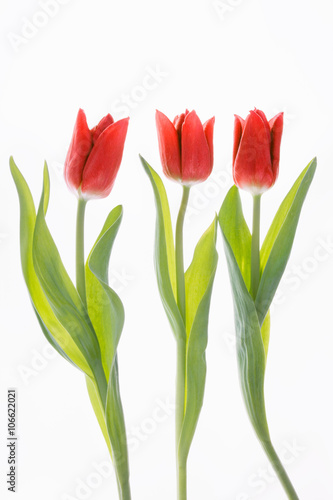 Rote Tulpen Frühling