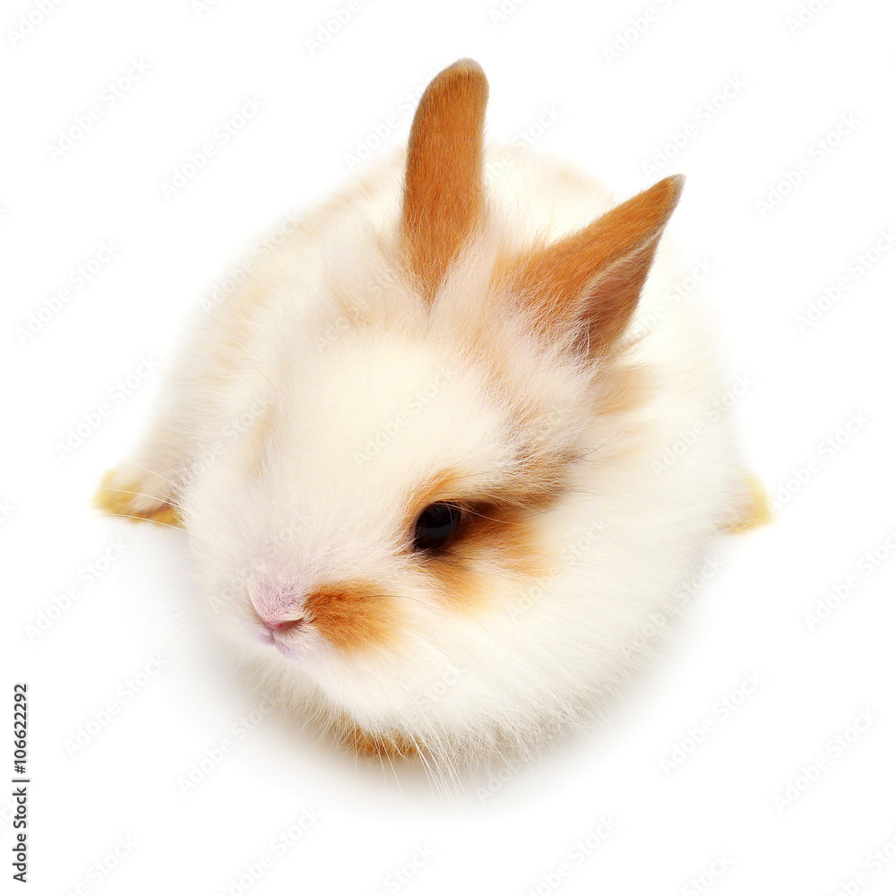 Beautiful white rabbit angora lion head Beautiful white rabbit angora lion head