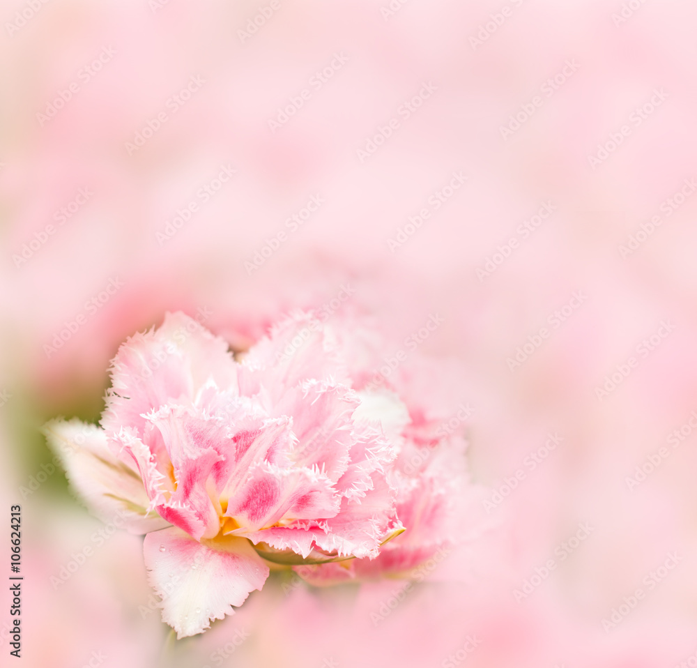 Pink tulip on blurred background
