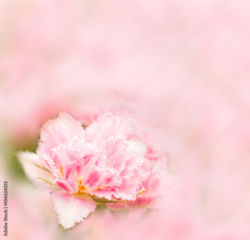 Pink tulip on blurred background Pink tulip on blurred background