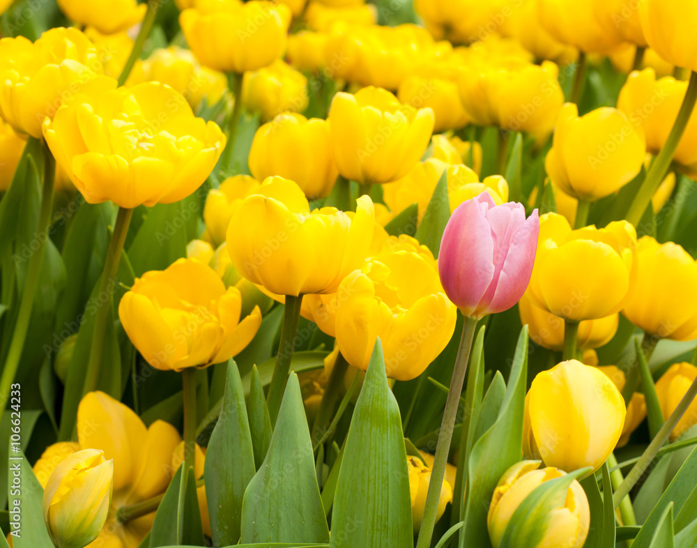 One pink tulip standing out from many yellow ones. Individuality concept One pink tulip standing out from many yellow ones. Individuality concept