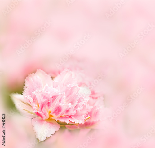Pink tulip on blurred background © Nataliya Dvukhimenna