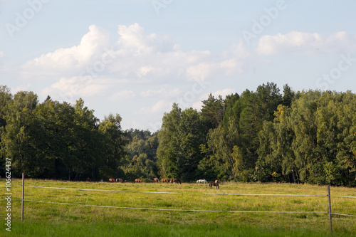 horse pasture on the edge of the forest