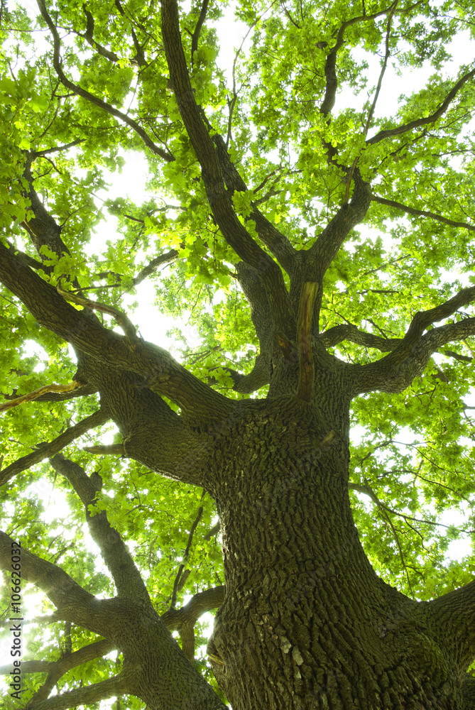 Tree Tree