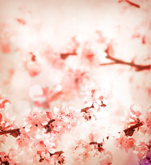 Crédence de cuisine Fleur de cerisier Floraison printanière douce des sakuras  © Andrey Volokhatiuk