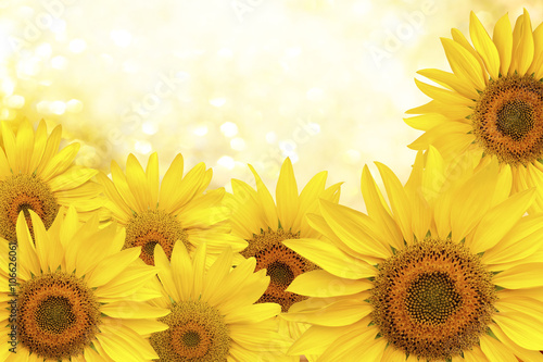 Fototapeta Naklejka Na Ścianę i Meble -  Sunflower natural background