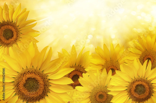 Fototapeta Naklejka Na Ścianę i Meble -  Sunflower natural background