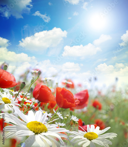 Fototapeta Naklejka Na Ścianę i Meble -  Poppy flower in the sky