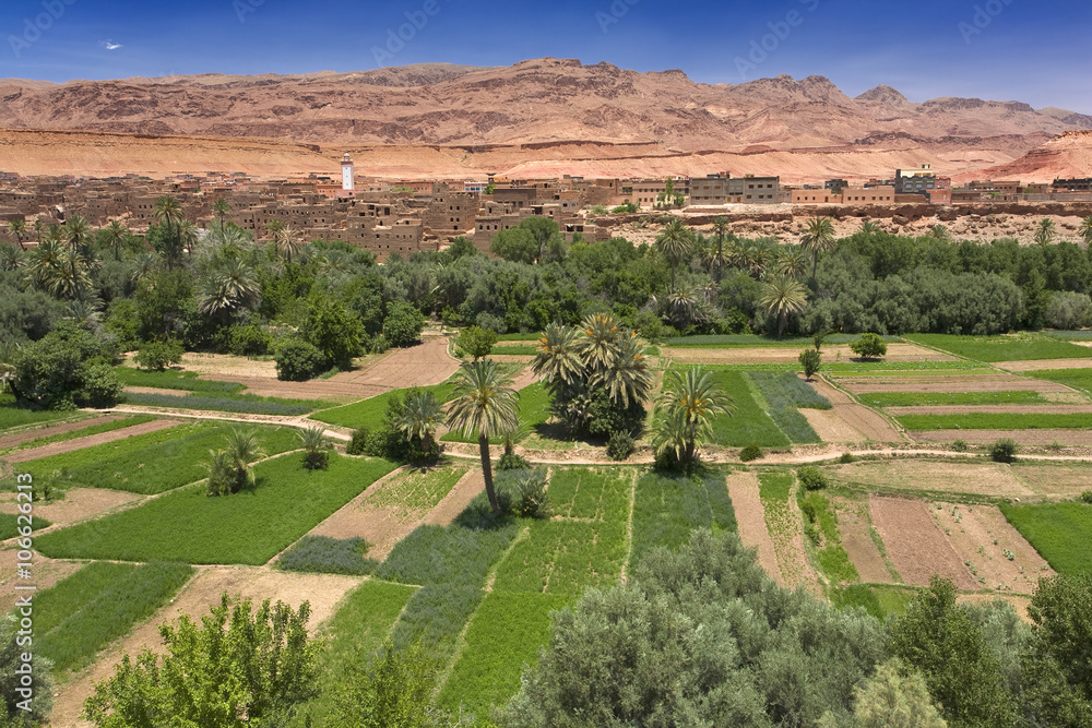 Morocco. Tinerhir. Palmeraie (palm oasis) on the edge of Berber village