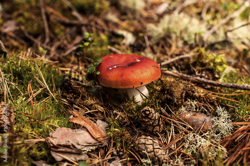 Red fly agaric and pine cones in the woods (Amanita Muscaria) Red fly agaric and pine cones in the woods (Amanita Muscaria)