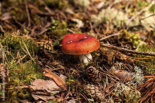 Red fly agaric and pine cones in the woods (Amanita Muscaria)
