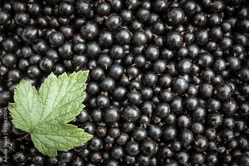 Blackberry background with green leaf and copy space