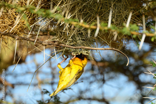 Speke's weaver, Amboseli National Park, Kenya photo