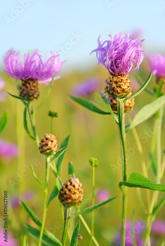 Cornflower  Centaurea jacea  flowers on meadow