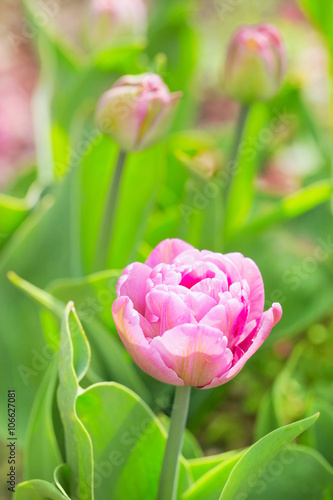 Fototapeta Naklejka Na Ścianę i Meble -  Pinkfarbene Tulpen im Garten