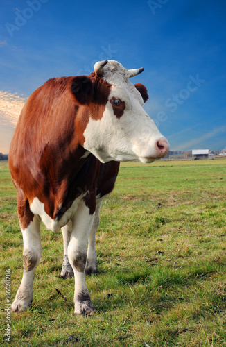 cow on a rural pasture © Krzysztof Gorski